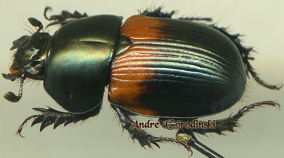 http://www.gorodinski.ru/geotrupes/Geotrupes bicolor ssp..jpg